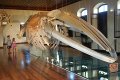 public://Museu de Pesca - esqueleto -ANDERSON BIANCHI_3616.jpg